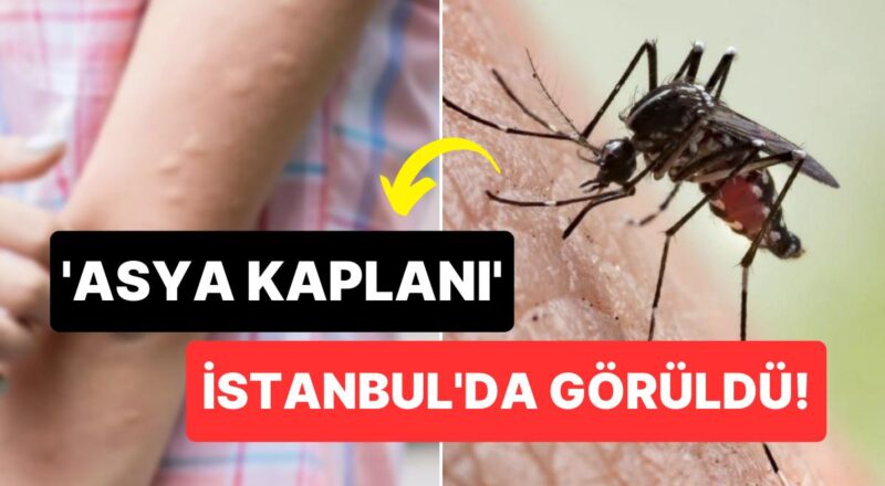 Aman Dikkat: İstanbul'da Görülen 'Asya Kaplanı' Sivrisinekler Hastanelik Ediyor!
