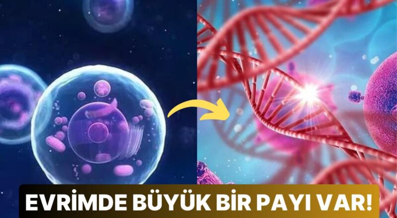 Evrimsel Ağın İpuçlarını Oluşturan Sinapomorfi ve Öteki Enteresan Yapısal Özellikleri