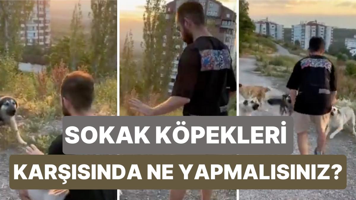 Hayvanlar Üzerine Görüntüler Çeken Harun Köybaşı Sokak Köpekleri Karşısında Ne Yapmanız Gerektiğini Anlattı