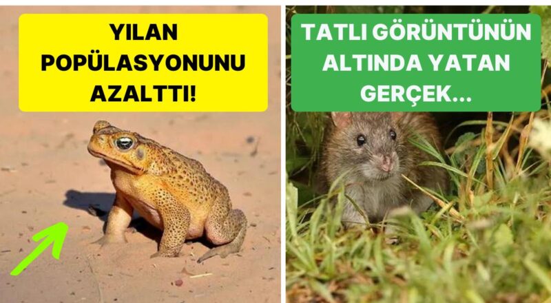 Kendileri Küçük Lakin Yarattıkları Kaos Sayesinde Ziyanları Büyük Olan 15 İstilacı Hayvan Tipi