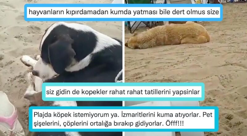 Kıyıda Başıboş Köpek İstemeyen ve Köpekleri Toplayın Davetinde Bulunan Kullanıcı Büyük Tartışma Yarattı!