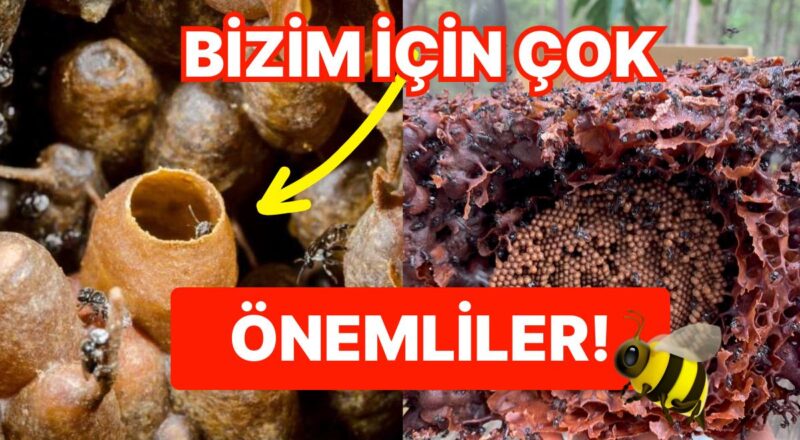 Mucizevi Yararları ile Dünyamız İçin Yeri Doldurulamaz Hale Gelen İğnesiz Bal Arılarının Farklı Özellikleri