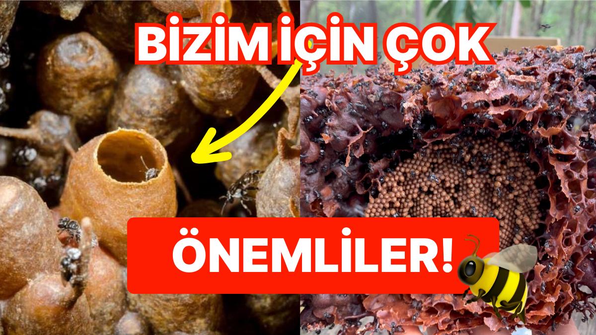 Mucizevi Yararları ile Dünyamız İçin Yeri Doldurulamaz Hale Gelen İğnesiz Bal Arılarının Farklı Özellikleri