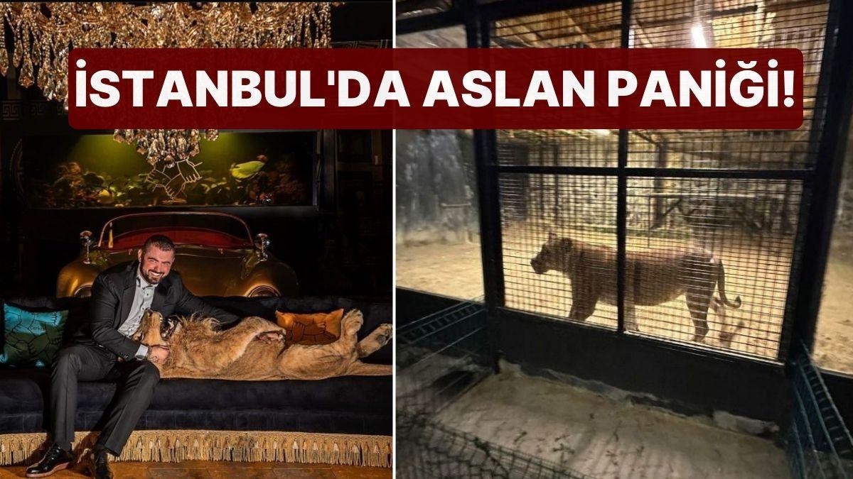 Ormandan Gelen Kükreme Sesleri Grupları Harekete Geçirdi: İstanbul'da Aslan Paniği! Ormandan Gelen Kükreme Sesleri Grupları Harekete Geçirdi: İstanbul'da Aslan Paniği!