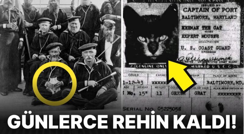 Pasaportları Bile Var! Gemi Mürettebatına Yardım Ederek Hayatta Kalmalarını Sağlayan 'Gemi Kedileri'