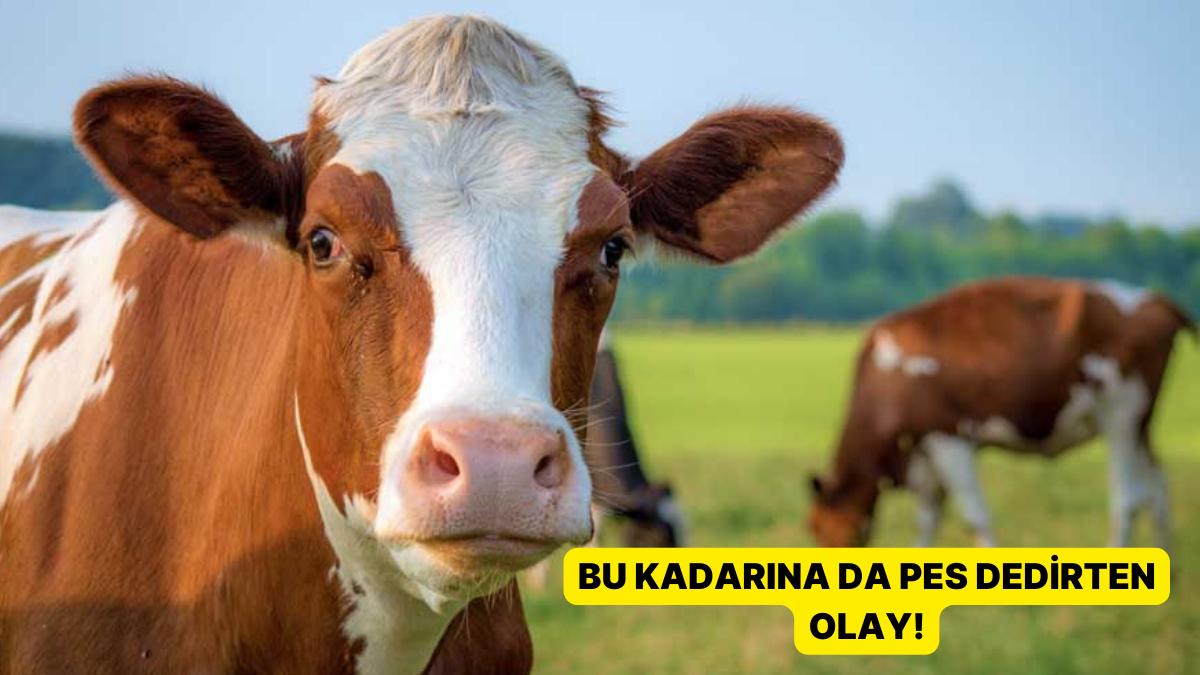 Bir Koçtan Kaç Kg Et Çıkar?