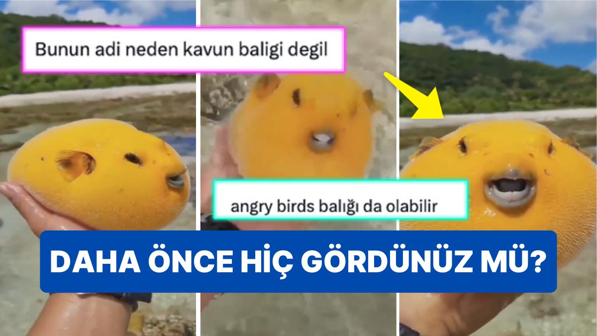Altın Kirpi Balığının İsmi Beğenilmeyince Ortaya Birbirinden Tatlış İsimler Çıktı! Altın Kirpi Balığının İsmi Beğenilmeyince Ortaya Birbirinden Tatlış İsimler Çıktı!