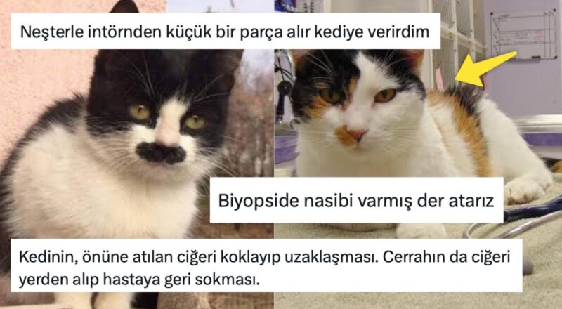 "Ameliyathaneye Giren Kediye Hastadan Bir Modül Et Atar mıydınız?" Sorusuna Gelen Birbirinden Komik Cevaplar