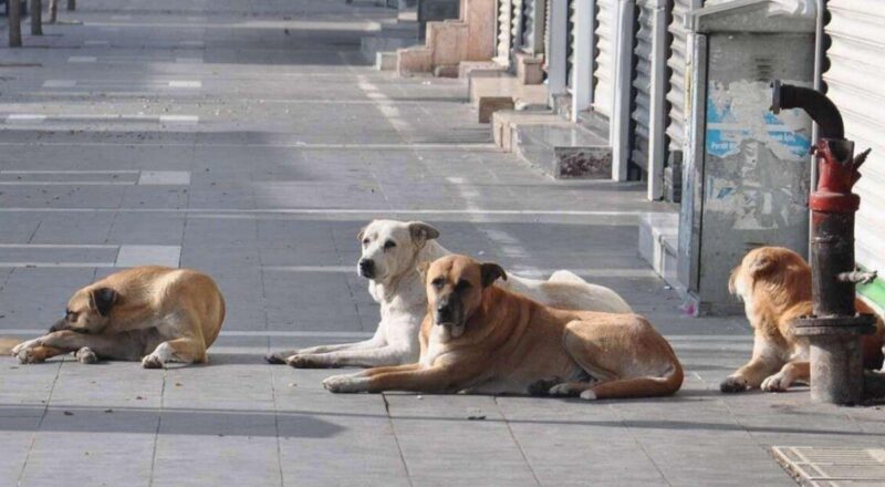 İstanbul Valiliği'nden 'Sokak Köpekleri' Talimatı!