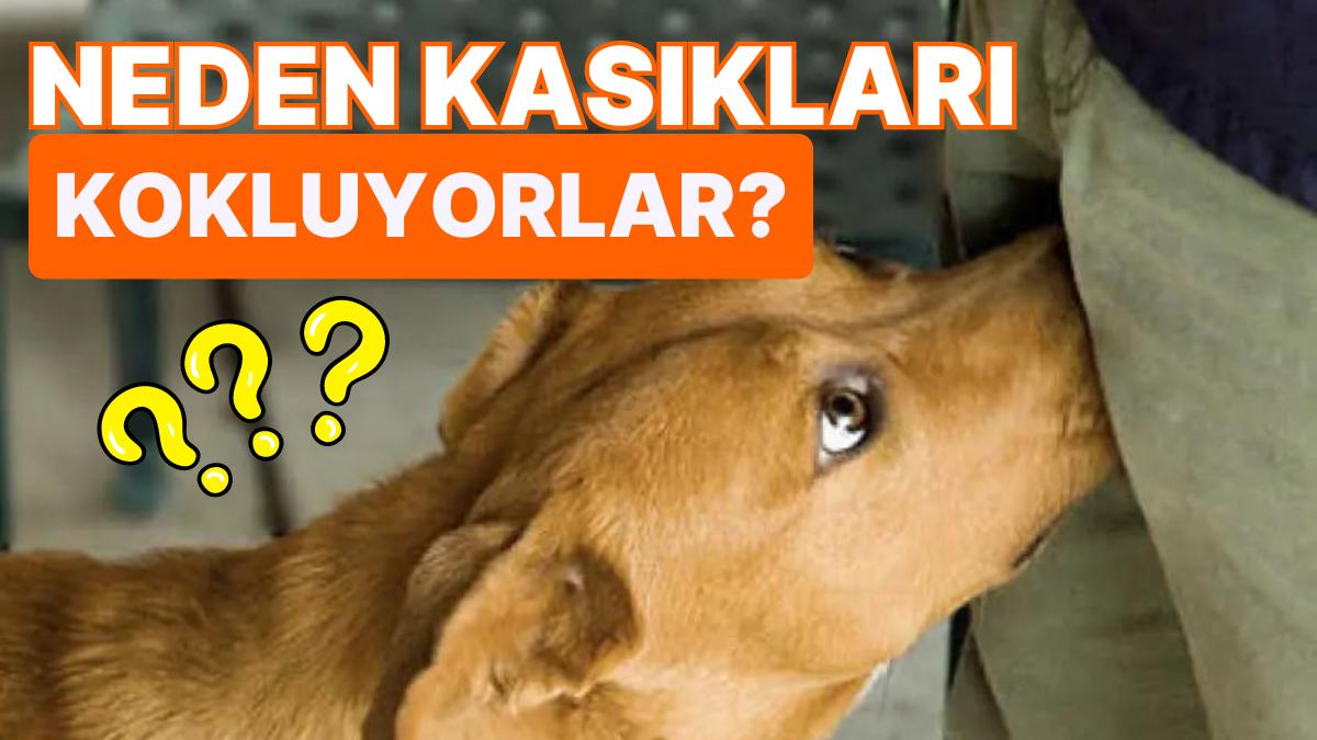 Köpekler Ayva Yer Mi?