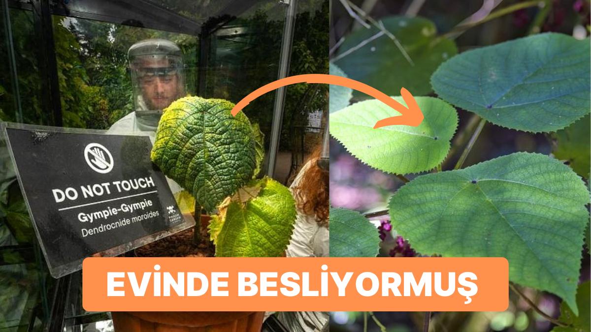Yakın Vakitte İngiltere’de Görülen İntihara Sürükleyen Gympie-Gympie Bitkisini Bilinmeyenleri ile Anlatıyoruz