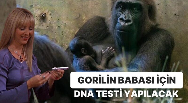 ABD'de Sıra Dışı Bir Olay: Erkek Zannedilen Goril Doğum Yaptı