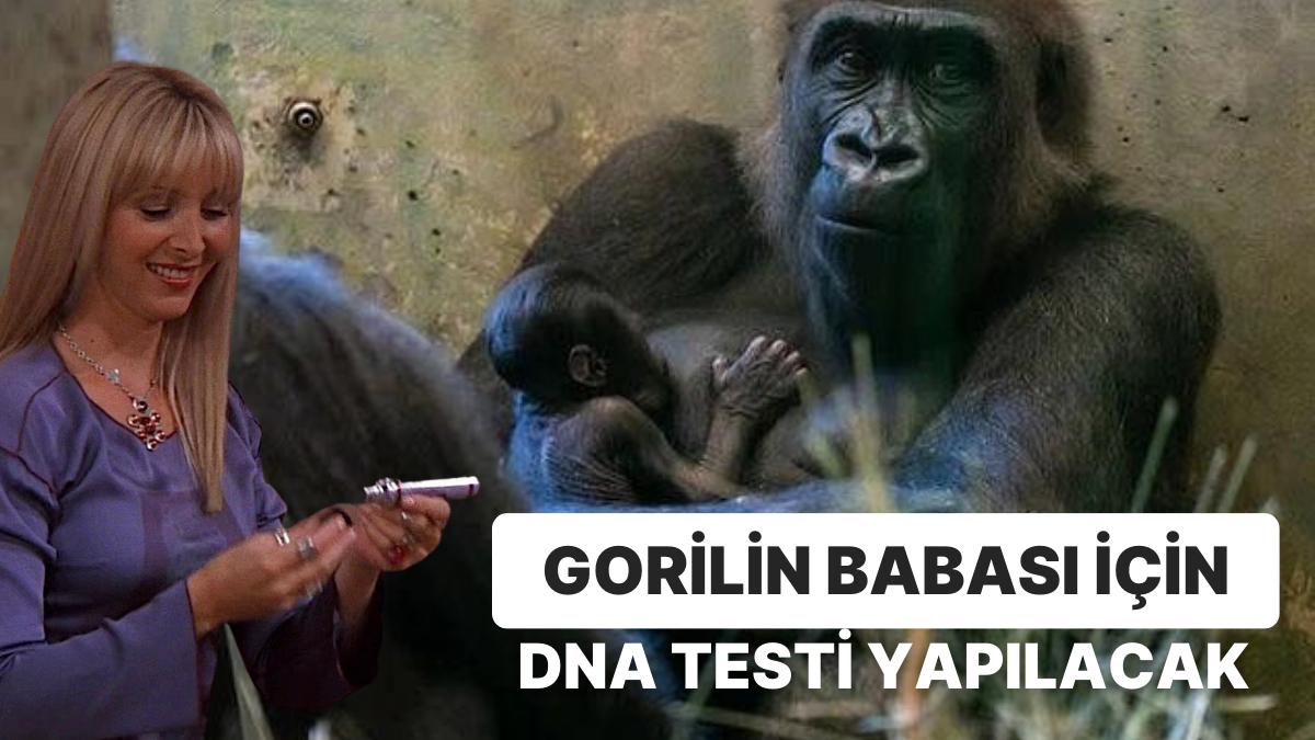 ABD'de Sıra Dışı Bir Olay: Erkek Zannedilen Goril Doğum Yaptı ABD'de Sıra Dışı Bir Olay: Erkek Zannedilen Goril Doğum Yaptı