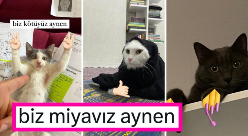 Biz Kötüyüz Aynen! Kedilerine El Emojileri Ekleyip Paylaşan Şahısların Yeni Twitter Akımını Görmelisiniz