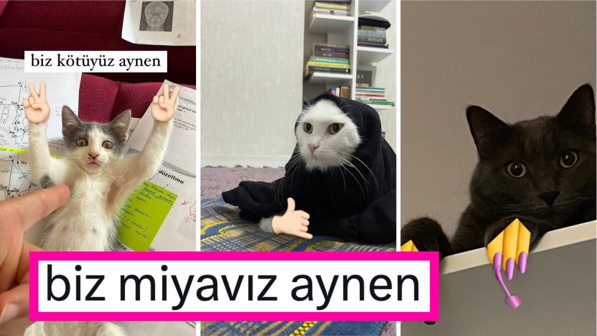 Biz Kötüyüz Aynen! Kedilerine El Emojileri Ekleyip Paylaşan Şahısların Yeni Twitter Akımını Görmelisiniz