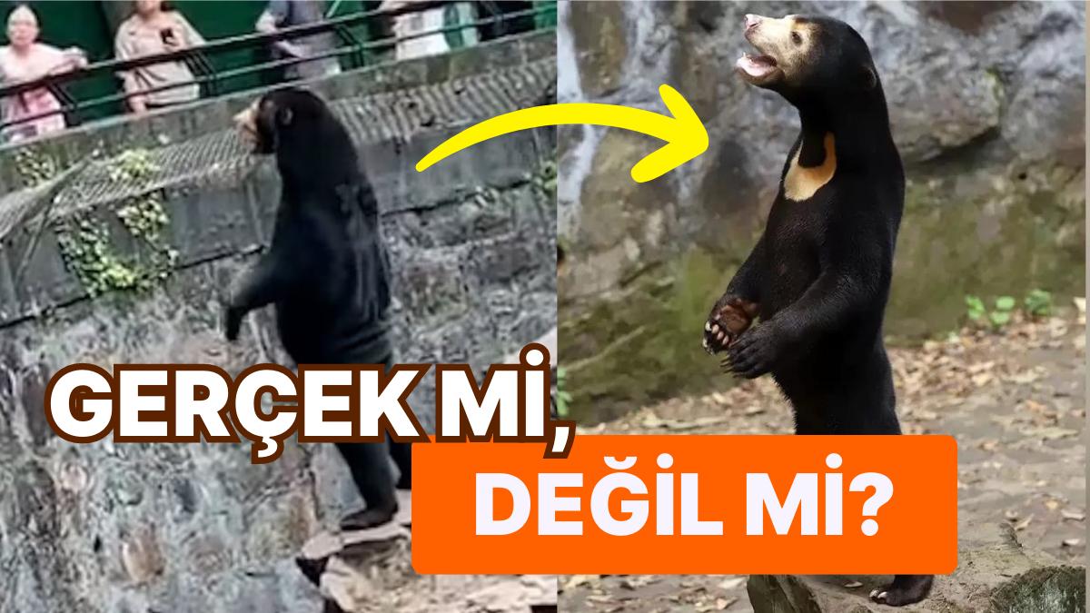 Çin'de Bir Hayvanat Bahçesinde Çekilen Ayının İmajları İnfial Yarattı: "Ayı Kostümü Giymiş Bir İnsan Değil" Çin'de Bir Hayvanat Bahçesinde Çekilen Ayının İmajları İnfial Yarattı: "Ayı Kostümü Giymiş Bir İnsan Değil"