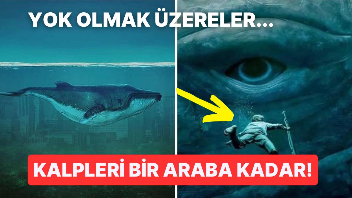 Dünya'nın Bilinen En Büyük Hayvanı Mavi Balinalar Hakkında 15 Şaşırtan Gerçek Dünya'nın Bilinen En Büyük Hayvanı Mavi Balinalar Hakkında 15 Şaşırtan Gerçek