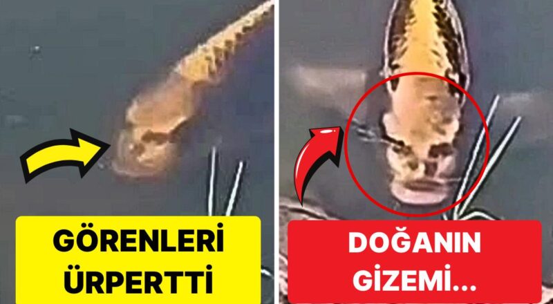 Dünyanın En Farklı Hayvanlarından Olan İnsan Yüzlü Balık Düşlerinize Girecek
