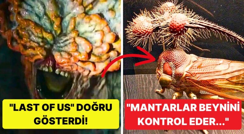 Geceleri Uykularınızı Kaçırarak Kurbanlarını Zombiye Çeviren Dünyanın En Fecî Hayvanları