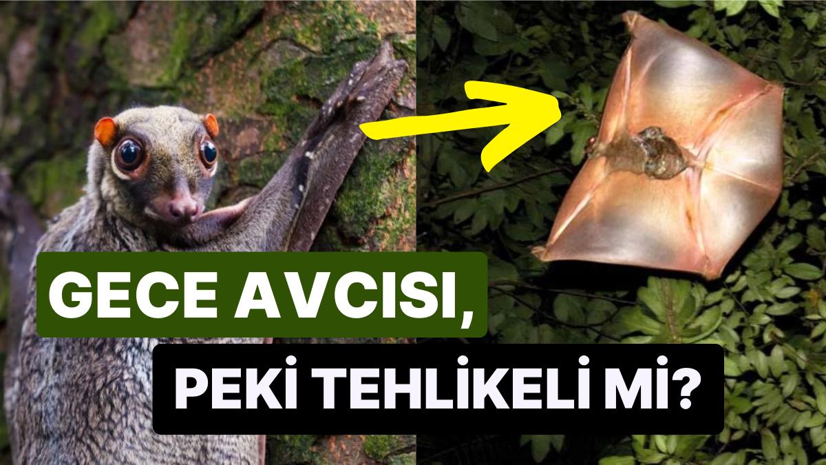 Göklerde Bir Kartalı Andıran Uçar Makigiller Hakkında Günlük Şaşırma Kotanızı Dolduracak Enteresan Bilgiler Göklerde Bir Kartalı Andıran Uçar Makigiller Hakkında Günlük Şaşırma Kotanızı Dolduracak Enteresan Bilgiler