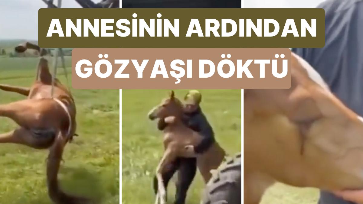 Gömülmek İçin Götürülen Annesinin Peşinden Koşan Tayın Göz Yaşları İçinizi Acıtacak!
