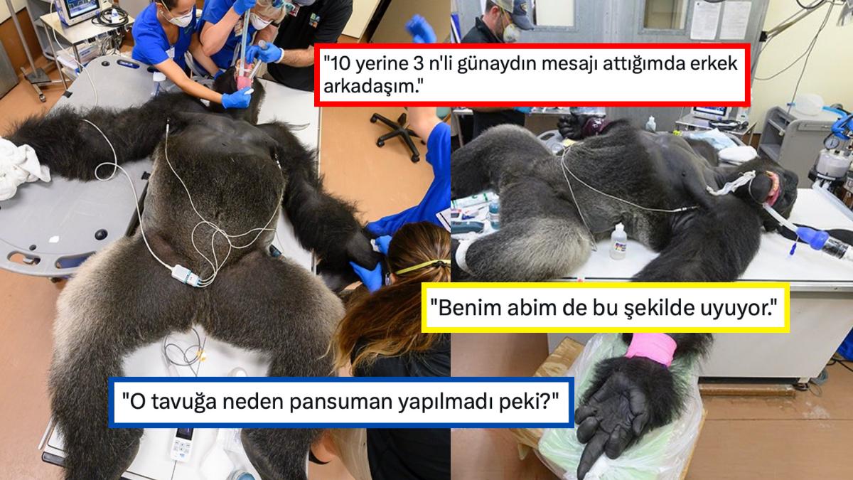 Kardeşiyle Hengame Ederken Yaralanan Gorilin Ameliyat Sırasındaki Fotoğrafları Goygoyculardan Nasibi Aldı Kardeşiyle Hengame Ederken Yaralanan Gorilin Ameliyat Sırasındaki Fotoğrafları Goygoyculardan Nasibi Aldı