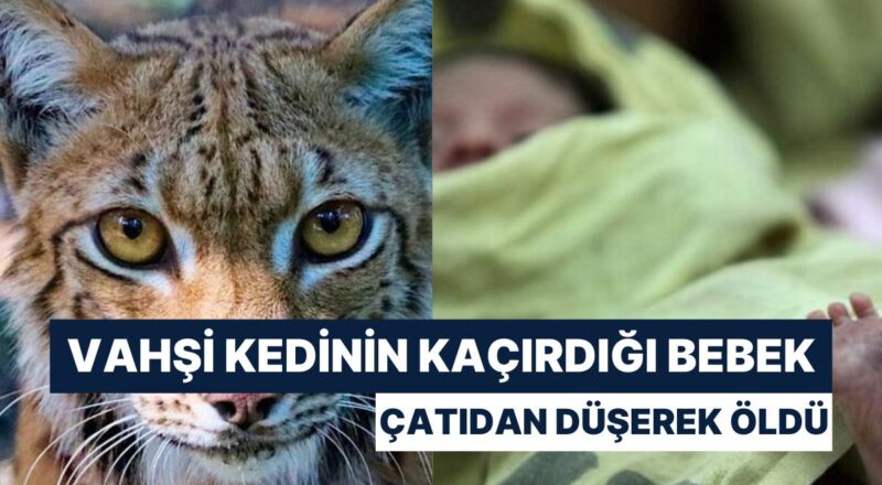 Kedinin Kaçırdığı 15 Günlük Bebek Çatıdan Düşerek Öldü