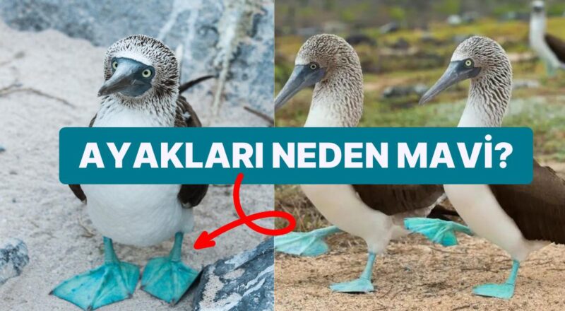 Mavi Ayakları ile Bir Bakanın Bir Daha Dönüp Baktığı Enteresan Kuş Günlük Şaşırma Kotanızı Dolduracak