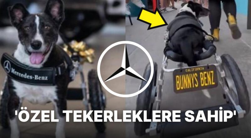 Mercedes, Kurtarıldıktan Sonra Bacaklarını Kaybeden Köpeğe Tekerlekli Sandalye Yaptı!