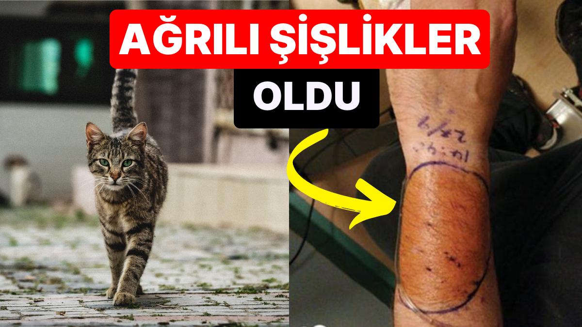 Uzmanlar Uyardı: Sokak Kedisinin Isırması Sonucu Daha Evvel Bilinmeyen Bir Enfeksiyon Kaptı