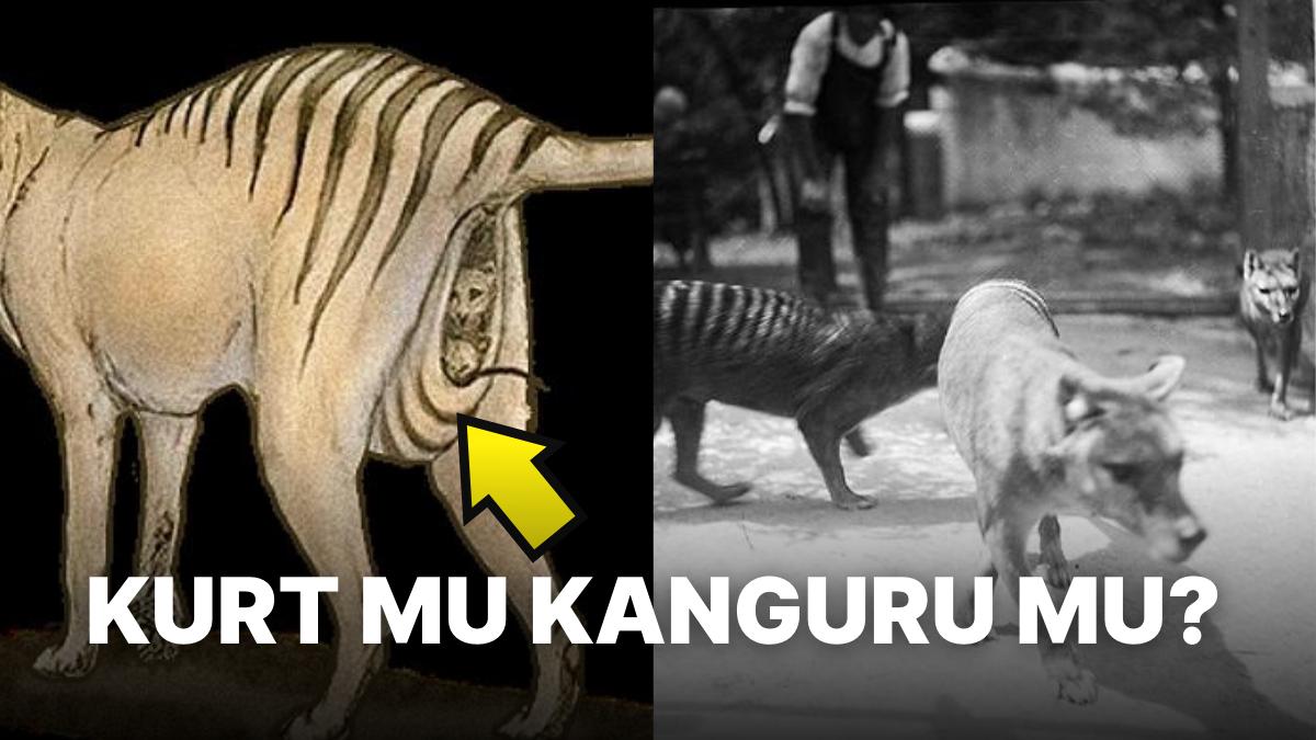 Yavrularını Kesesinde Taşıyarak Kangurulara Meydan Okuyan Enteresan Kurt Tipi Yavrularını Kesesinde Taşıyarak Kangurulara Meydan Okuyan Enteresan Kurt Tipi