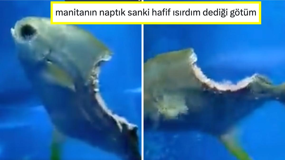 'Ölme Karabaş'tan Hallice Olmasına Karşın Yüzmeye Devam Eden Balığa Birbirinden Komik Yorumlar